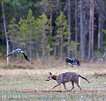 BB 09 0028 / Canis lupus / Ulv <br /> Corvus corax / Ravn